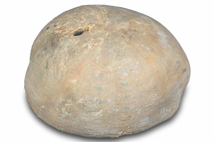 Cretaceous Sea Urchin (Holaster) Fossil - Texas #286486